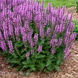 SALVIA BACK TO THE FUCHSIA