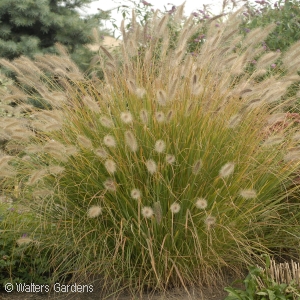 PENNISETUM ALO DESERT PLAINS