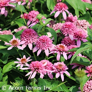 ECHINACEA BUTTERFLY KISSES