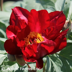 PAEONIA ITOH SCARLET HEAVEN