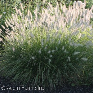 PENNISETUM ALO FOXTROT