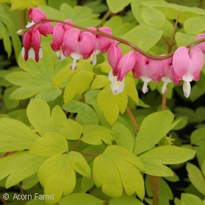 DICENTRA SPE GOLD HEART