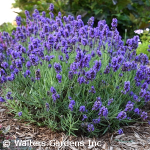 LAVANDULA ANG SWEET ROMANCE