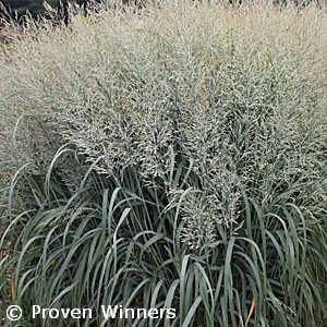 PANICUM VIR NIAGARA FALLS