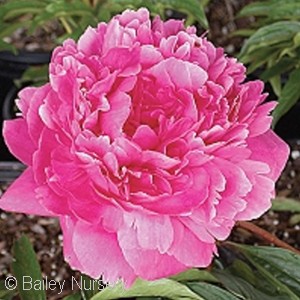 PAEONIA KANSAS