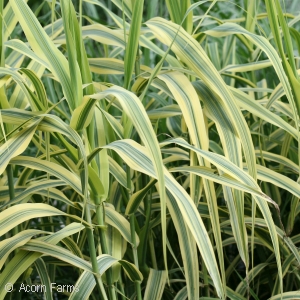 ARUNDO DON GOLDEN CHAIN