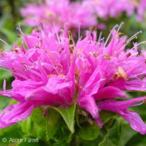 MONARDA PETITE DELIGHT