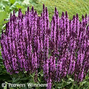 SALVIA PINK PROFUSION