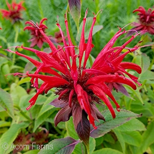 MONARDA JACOB CLINE