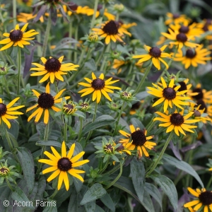 RUDBECKIA LITTLE GOLDSTAR