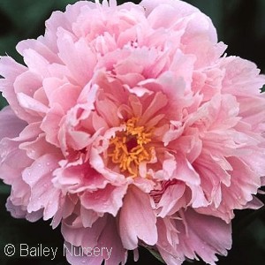 PAEONIA SARAH BERNHARDT