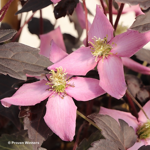 CLEMATIS MOONGATE MOCHA