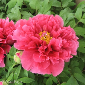 PAEONIA SUF RED