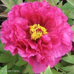 PAEONIA SUF PURPLE