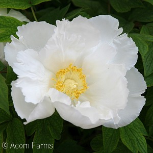 PAEONIA SUF WHITE