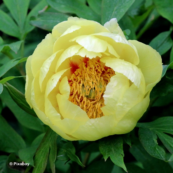 PAEONIA SUF YELLOW