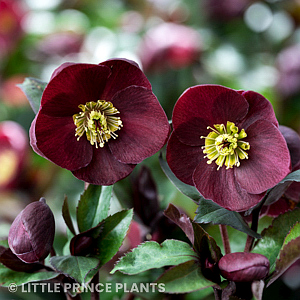 HELLEBORUS ICE N ROSES BAROLO