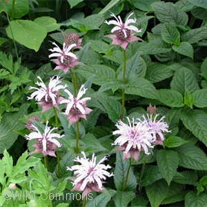 Monarda bradburiana - Pennsylvania Native Plant