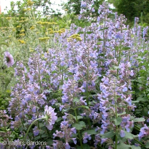 NEPETA MUS BLUE WONDER