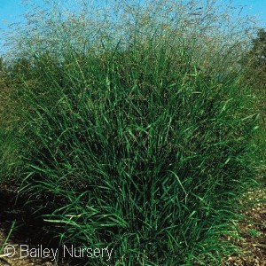 PANICUM VIR PRAIRIE SKY