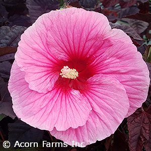 HIBISCUS EDGE OF NIGHT