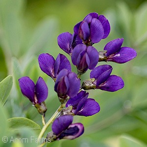 BAPTISIA GRAPE TAFFY