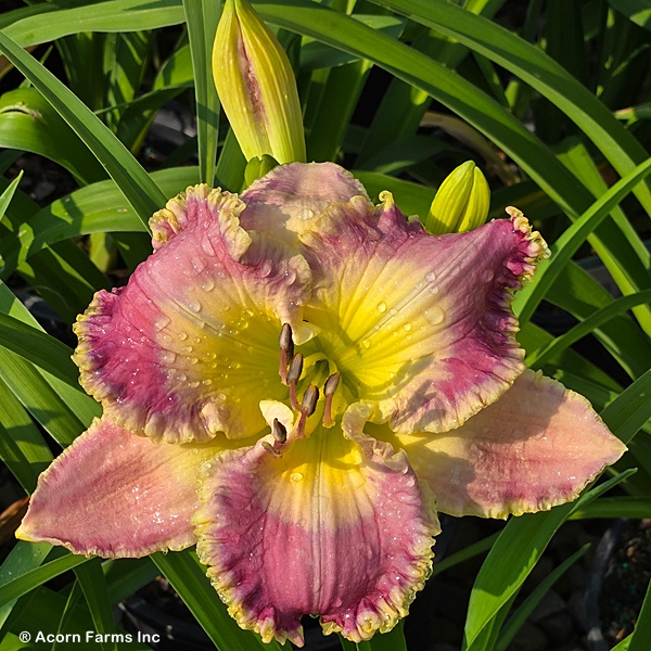 HEMEROCALLIS MOROCCAN SUNRISE