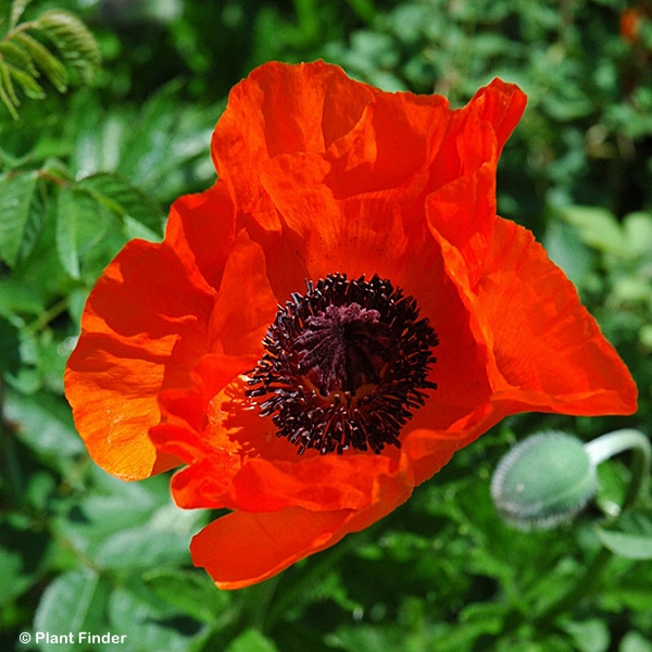 PAPAVER ORI ALLEGRO