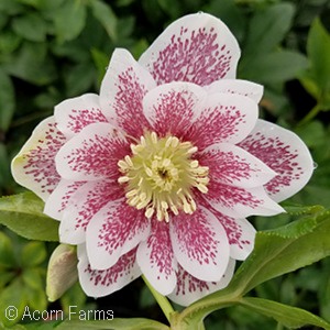 HELLEBORUS CONFETTI CAKE