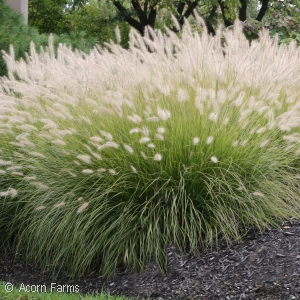 PENNISETUM ALOPECUROIDES