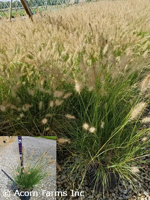 PENNISETUM ALO HAMELN