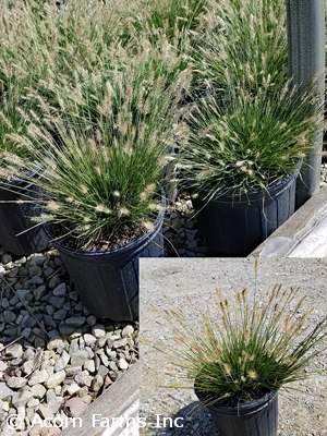 PENNISETUM ALO LITTLE BUNNY