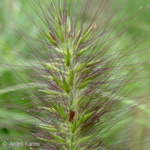 PENNISETUM ALO MOUDRY