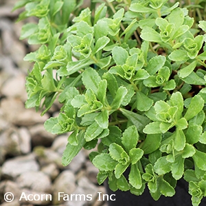 SEDUM KAM ELLACOMBIANUM