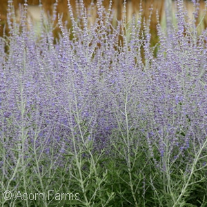 PEROVSKIA ATRIPLICIFOLIA