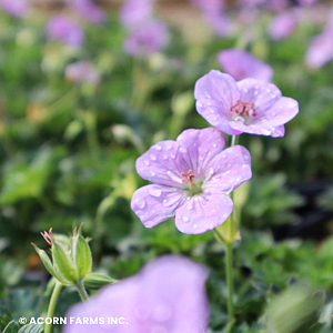 GERANIUM AZURE RUSH