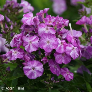 PHLOX PAN BLUE SHADES