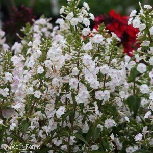 PHLOX MAC FLOWER POWER