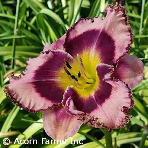 HEMEROCALLIS SOUND OF MY HEART