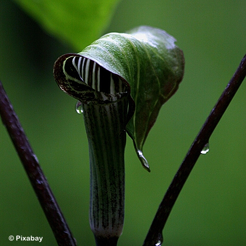 ARISAEMA TRIPHYLLUM
