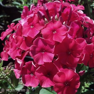 PHLOX PAN PEACOCK CHERRY RED