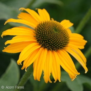 ECHINACEA DIXIE SUN