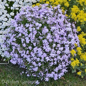 PHLOX SUB EMERALD BLUE