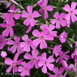 Phlox