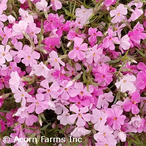 PHLOX SUB STRAWBERRIES N CREAM