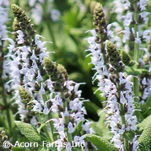 SALVIA NEM BUMBLESKY