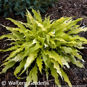 HOSTA WIGGLES AND SQUIGGLES