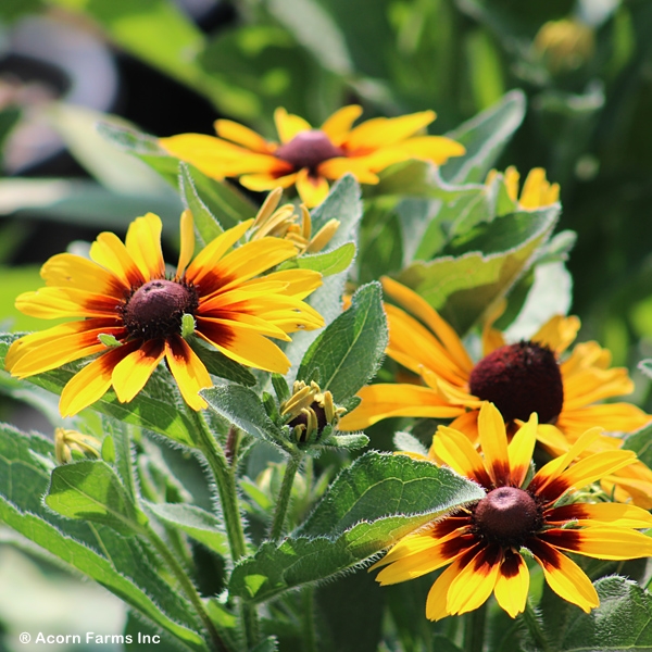 RUDBECKIA HIR SMILEYZ TIGER