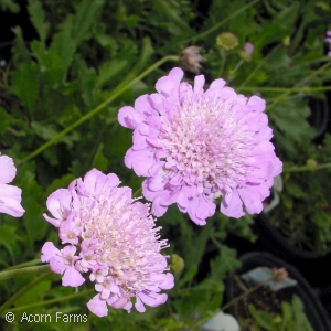 SCABIOSA PINK MIST