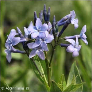 AMSONIA BLUE ICE